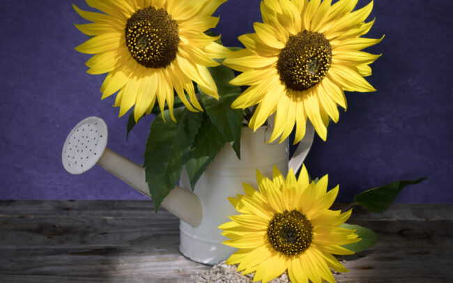 Sunflowers-Paul-Steans